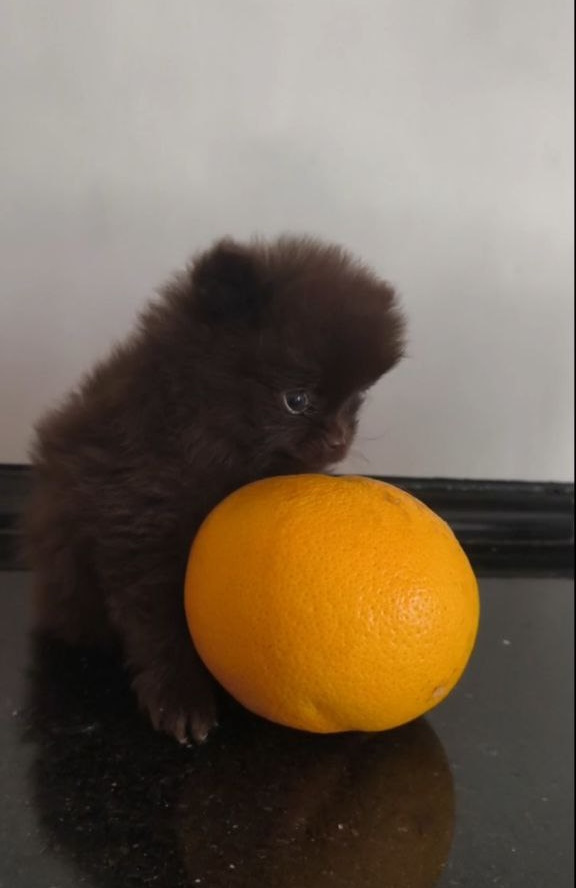 Barney Pomeranian Barney Pomeranian