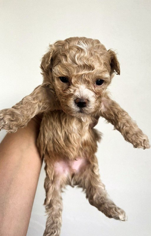 Barton Maltipoo Barton Maltipoo