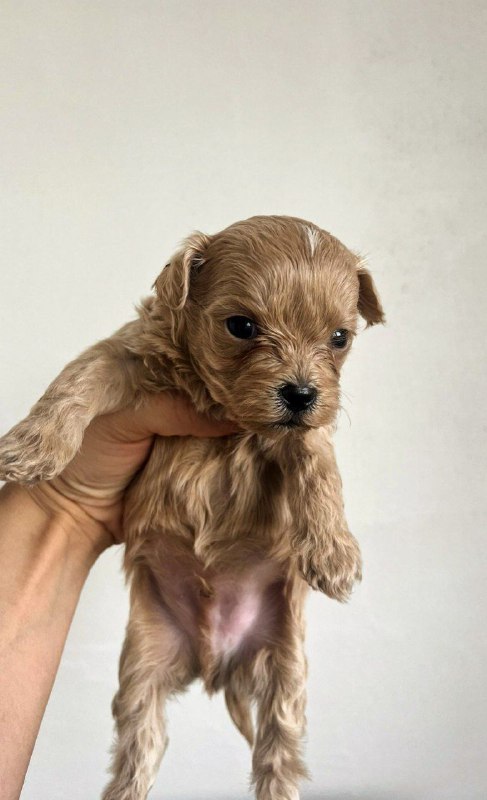 Barty Maltipoo Barty Maltipoo