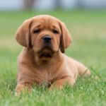 Basilio-male-labrador-retriver-puppy-for-sale-1 (1)