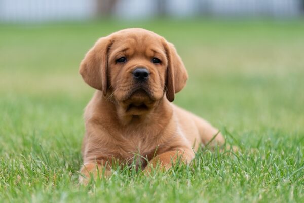Basilio Labrador Retriever