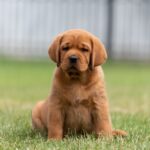 Basilio-male-labrador-retriver-puppy-for-sale-1 (2)