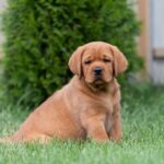 Basilio-male-labrador-retriver-puppy-for-sale-1 (3)