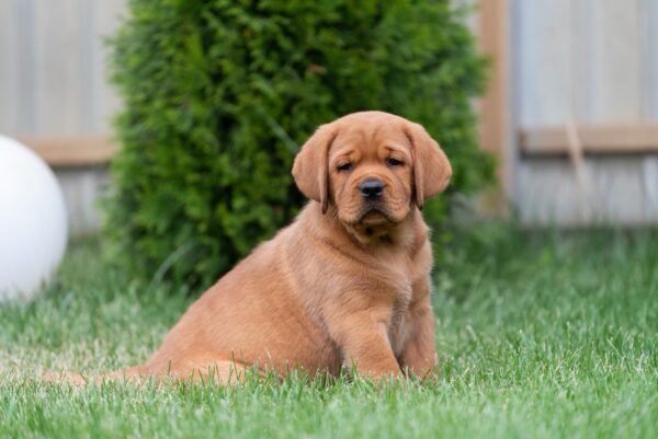 Basilio Labrador Retriever