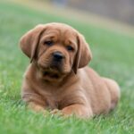 Basilio-male-labrador-retriver-puppy-for-sale-1 (4)