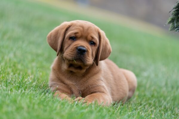 Basilio Labrador Retriever