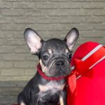 Bea-female-Frenchie-puppy-for-sale-1