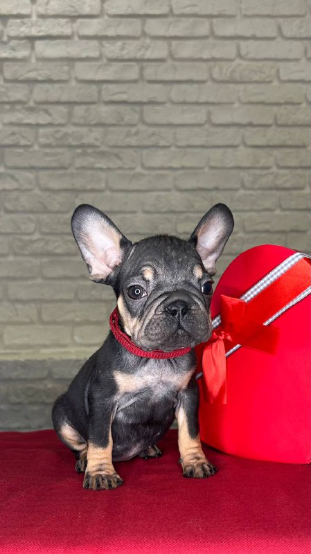 Bea French Bulldog Bea French Bulldog