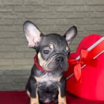 Bea-female-Frenchie-puppy-for-sale-2