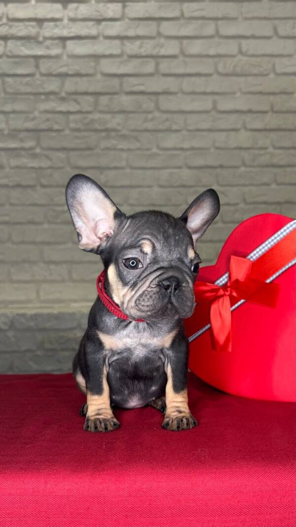 Bea French Bulldog Bea French Bulldog