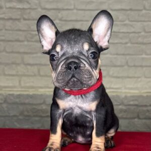 Bea French Bulldog