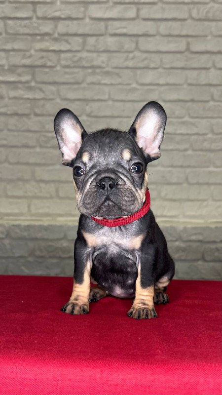 Bea French Bulldog Bea French Bulldog