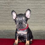 Bea-female-Frenchie-puppy-for-sale-4