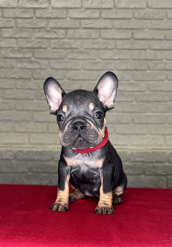 Bea French Bulldog Bea French Bulldog