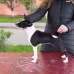 Beara-female-Basenji-puppy-for-sale-1