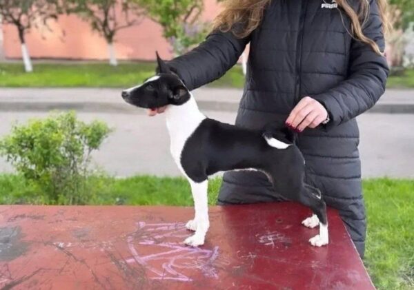 Beara Basenji Beara Basenji