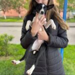 Beara-female-Basenji-puppy-for-sale-2