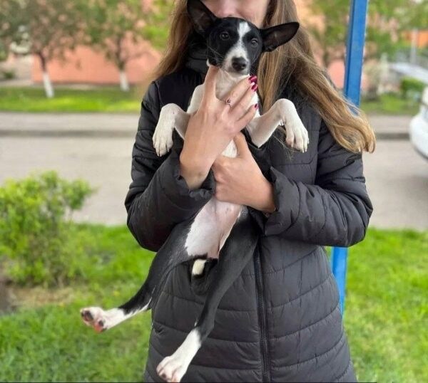 Beara Basenji Beara Basenji