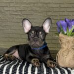 Beata-female-Frenchie-puppy-for-sale-1