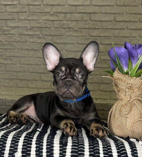 Beata French Bulldog Beata French Bulldog