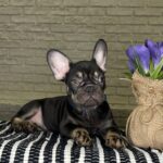 Beata-female-Frenchie-puppy-for-sale-2
