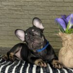Beata-female-Frenchie-puppy-for-sale-3