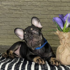 Beata French Bulldog
