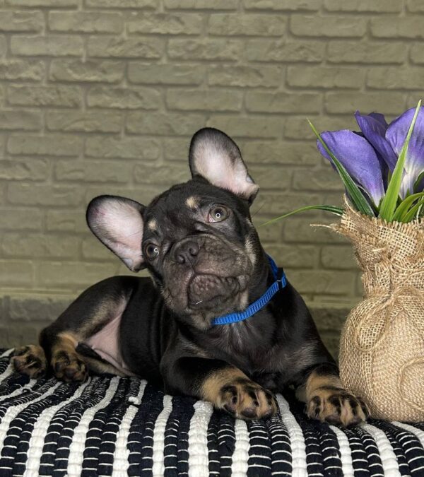 Beata French Bulldog Beata French Bulldog