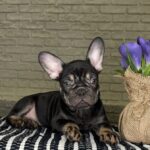 Beata-female-Frenchie-puppy-for-sale-4