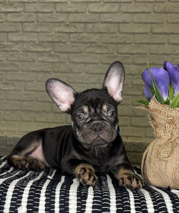 Beata French Bulldog Beata French Bulldog