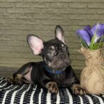 Beata-female-Frenchie-puppy-for-sale-5