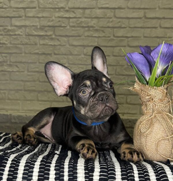 Beata French Bulldog Beata French Bulldog