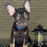 Beata-female-Frenchie-puppy-for-sale-6