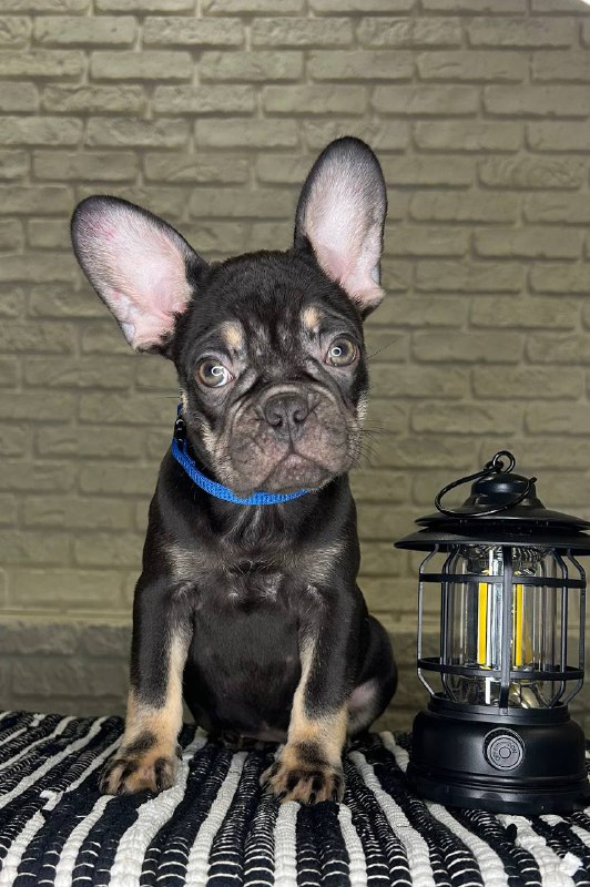 Beata French Bulldog Beata French Bulldog