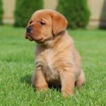Beethoven-male-labrador-retriver-puppy-for-sale-1 (1)