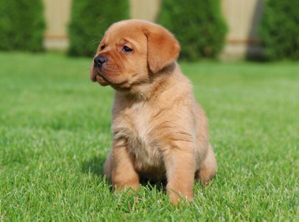 Beethoven Labrador Retriever Beethoven Labrador Retriever