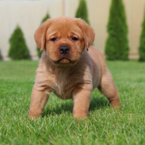 Beethoven Labrador Retriever