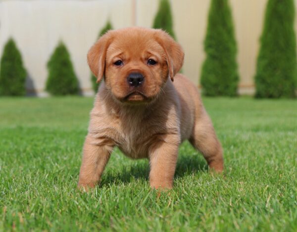 Beethoven Labrador Retriever Beethoven Labrador Retriever