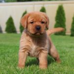 Beethoven-male-labrador-retriver-puppy-for-sale-1 (3)