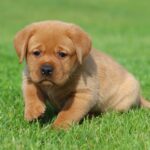 Beethoven-male-labrador-retriver-puppy-for-sale-1 (4)