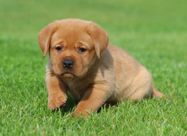 Beethoven Labrador Retriever Beethoven Labrador Retriever