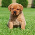 Beethoven-male-labrador-retriver-puppy-for-sale-1 (5)
