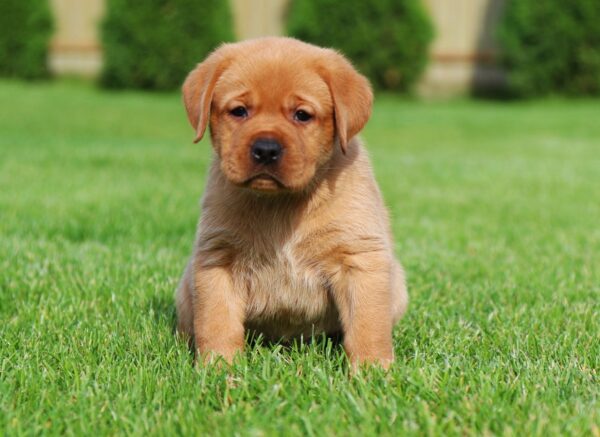 Beethoven Labrador Retriever Beethoven Labrador Retriever