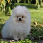 Bemy-male-pomeranian-puppy-for-sale-1 (1)