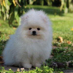 Bemy Pomeranian