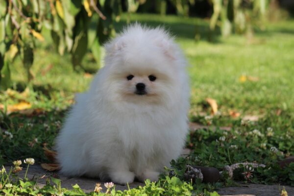 Bemy Pomeranian Bemy Pomeranian