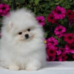 Bemy-male-pomeranian-puppy-for-sale-1 (2)