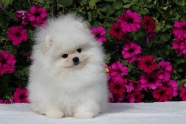 Bemy Pomeranian Bemy Pomeranian