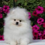Bemy-male-pomeranian-puppy-for-sale-1 (3)