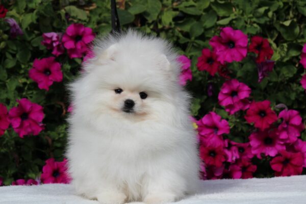 Bemy Pomeranian Bemy Pomeranian